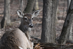 Odocoileus virginianus