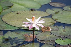 Nymphaea lotus