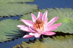 Nymphaea lotus