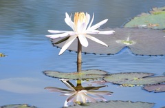 Nymphaea lotus