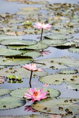 Nymphaea lotus