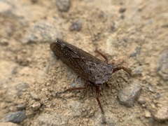 Lystridea