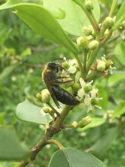Colletes thoracicus