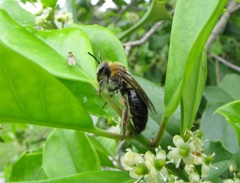 Colletes thoracicus