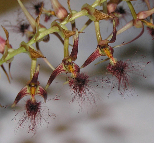 Bearded bulbophyllum (Bulbophyllum barbigerum)