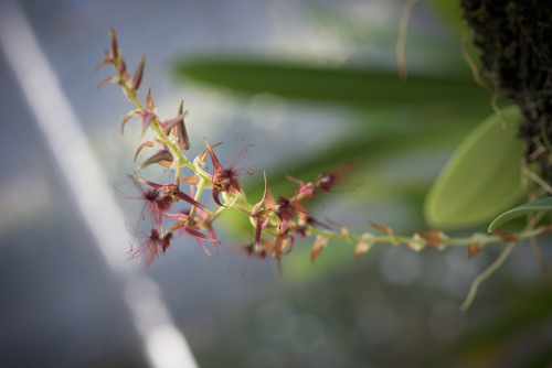 Bulbophyllum barbigerum Lindl. 3