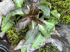 Micranthes micranthidifolia