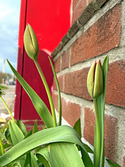 Tulipa gesneriana
