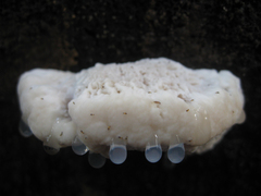 Oligoporus