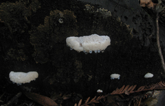 Oligoporus