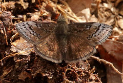 Erynnis brizo
