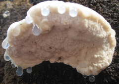 Oligoporus