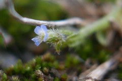 Myosotis minutiflora