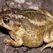Hurter's Spadefoot - Photo (c) Diana-Terry Hibbitts, some rights reserved (CC BY-NC), uploaded by Diana-Terry Hibbitts