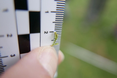 Myosotis minutiflora