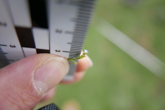 Myosotis minutiflora