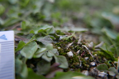 Myosotis minutiflora