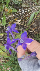 Delphinium bicolor