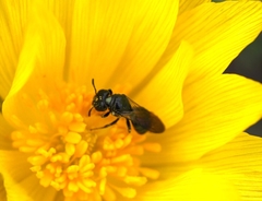 Ceratina cucurbitina