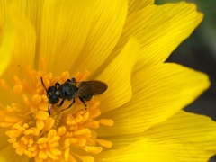 Ceratina cucurbitina