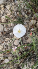 Convolvulus lanuginosus