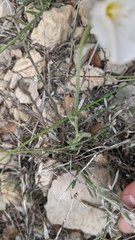 Convolvulus lanuginosus