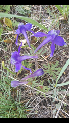Delphinium bicolor
