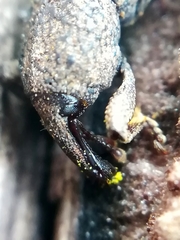 Mitoplinthus caliginosus