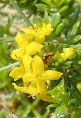 Galium arenarium