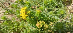 Galium arenarium