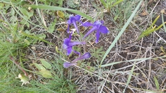 Delphinium bicolor