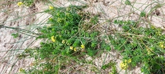 Galium arenarium