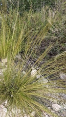Stipa juncea