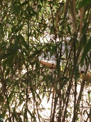 Bambusa stenostachya