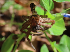 Heteropoda distincta