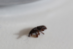 Sitophilus zeamais