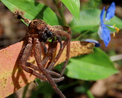 Heteropoda distincta