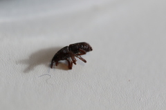 Sitophilus zeamais