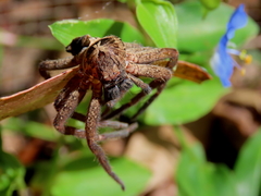 Heteropoda distincta