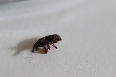 Sitophilus zeamais
