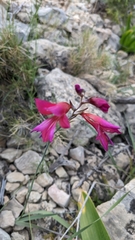 Gladiolus illyricus