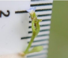 Myosotis minutiflora