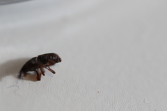 Sitophilus zeamais