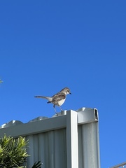 Mimus polyglottos