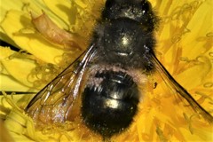 Chaetodactylus krombeini