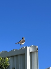 Mimus polyglottos