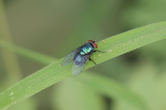 Lucilia eximia