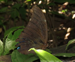 Morpho menelaus