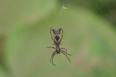 Micrathena swainsoni