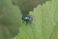 Lucilia eximia